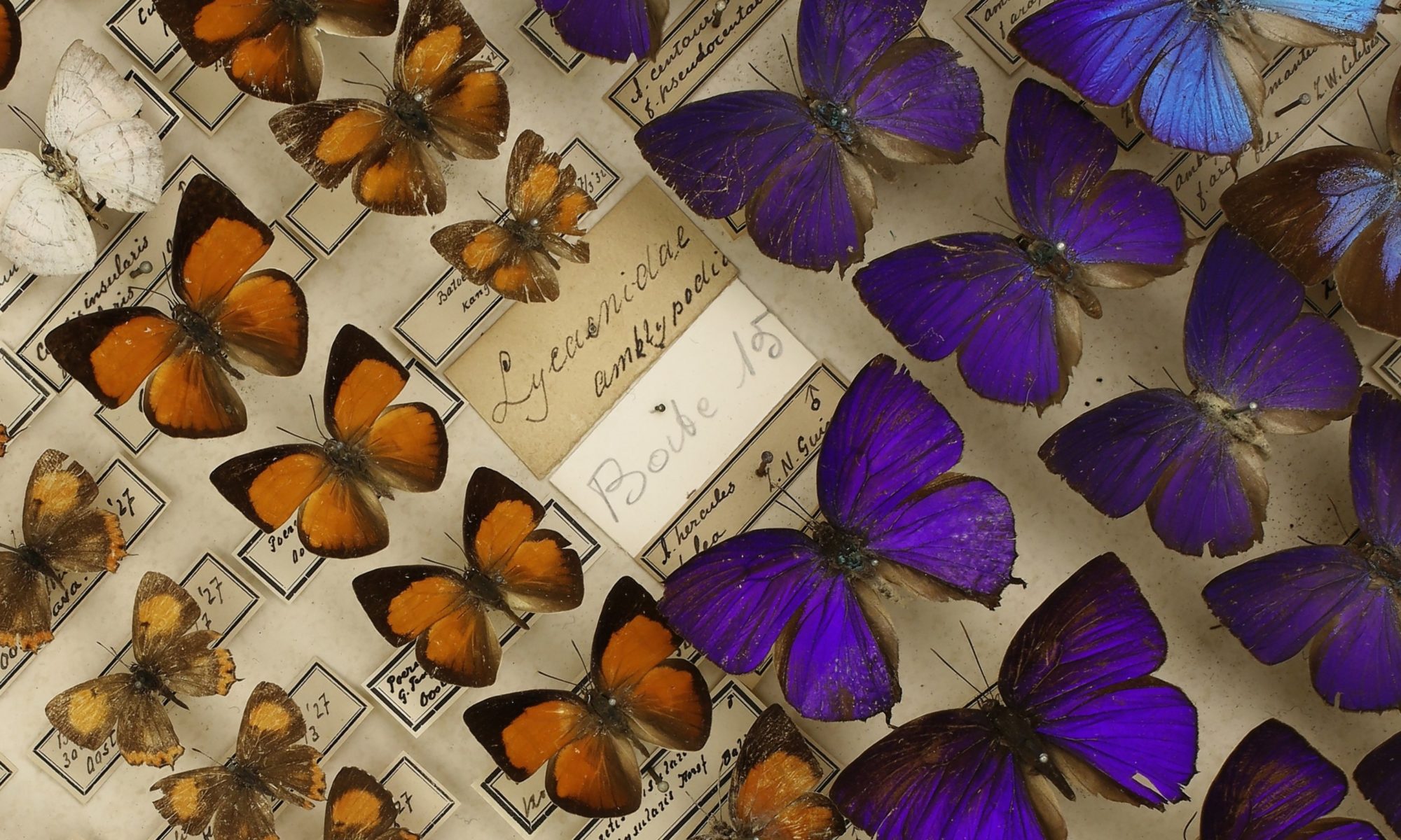 Collectie vlinders