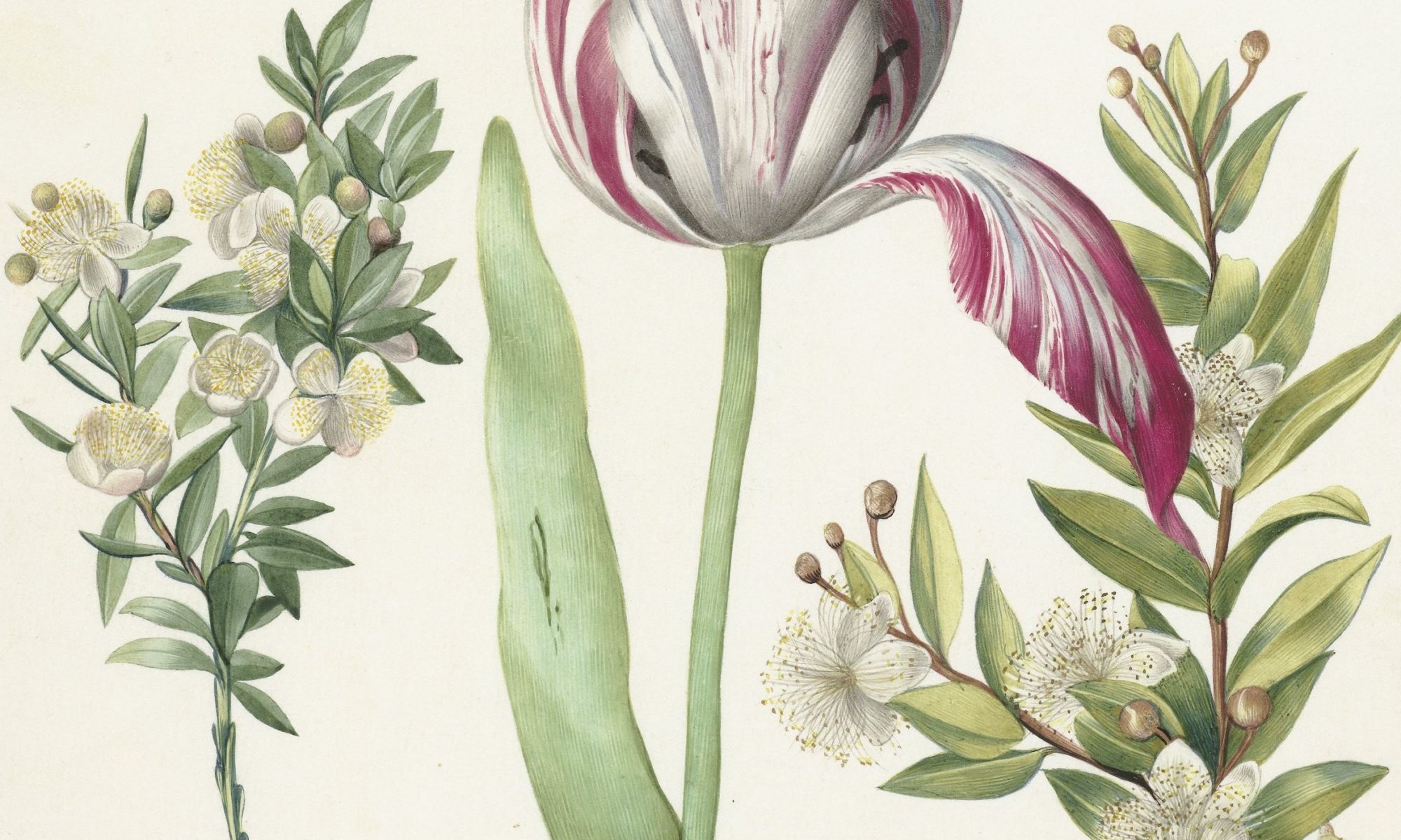 Bloemen-Maria-Sybilla-Merian